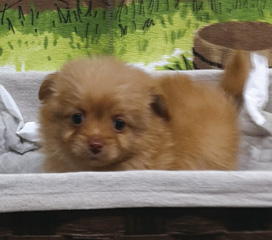最新子犬情報