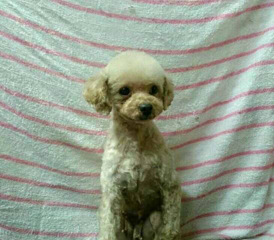 愛犬とトリミングの紹介