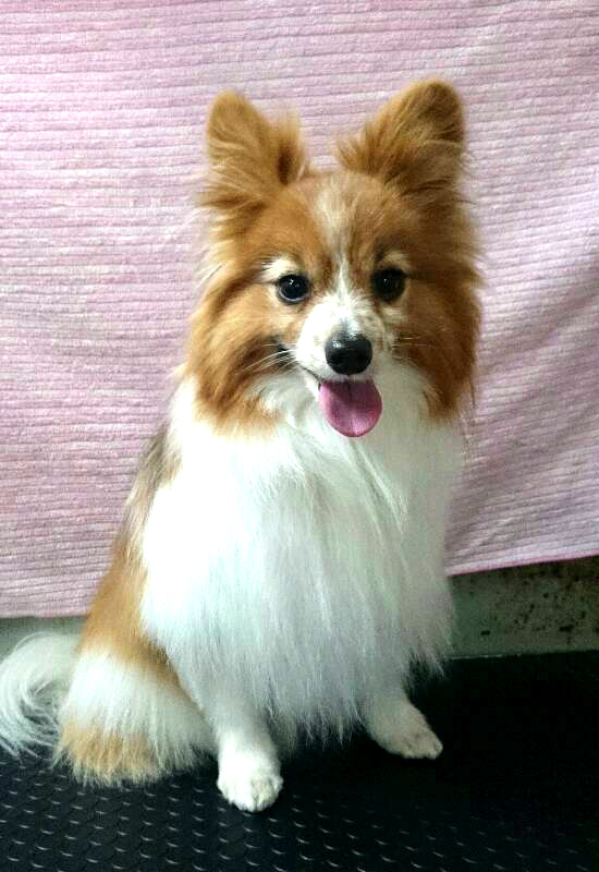 愛犬とトリミングの紹介