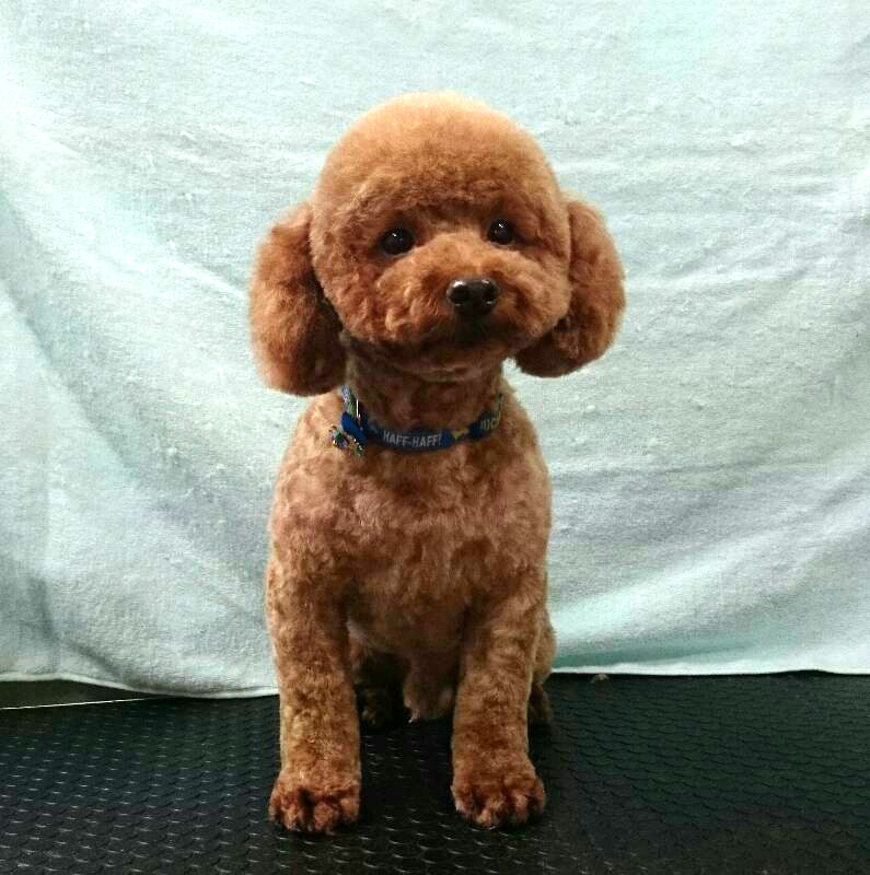 愛犬とトリミングの紹介