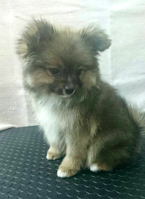 愛犬とトリミングの紹介